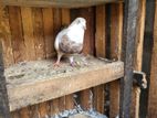 Pigeons