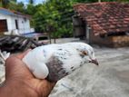 Normal Pigeons