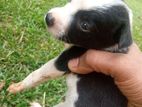 Puppies (Female) for Kind Home