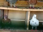 Pigeon