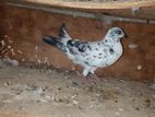 Pigeons