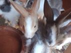 Normal rabbit
