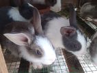 Normal rabbit