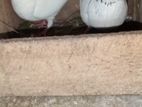 Pigeon