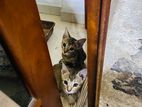 Kittens for A Kind Home