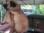 Pomeranian Puppies