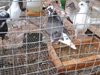 Pigeon
