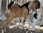 Nubian Male Goat