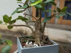 Nuga Bonsai Plant