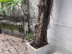 Nuga plant