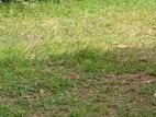 Nugegoda Town : 36 perches Commercial Land for Sale Facing Nawala Road