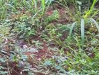 ( NUL1379) Bare Land for sale in Nugegoda