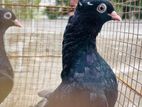 Nuns Pigeon