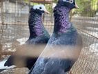 Nuns Pigeon