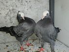 Pigeons