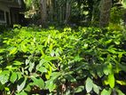Nutmeg Plants
