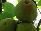 Pears Fruit