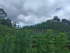 Nuwara Eliya 1600 Perches (10 Acres) Land for Sale in Padinawela