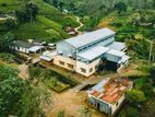 NUWARA ELIYA : 262-ACRE TEA FACTORY & ESTATE FOR SALE