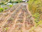Nuwara Eliya : 95 perches Land for Sale at Meepilimana
