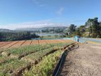 Nuwara Eliya - Land for sale
