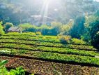 Nuwara Eliya, Land for Sale Close to Gregory Lake