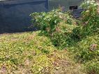 Nuwara Eliya Spencer Park 10 Perches Land for Sale