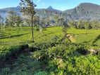 Nuwara Eliya - Tea Factory for sale