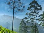 Nuwaraeliya land of sale lot 91 Glenloch Perttashi