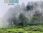Nuwaraeliya road Chariot Path