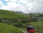 Nuwaraeliya road