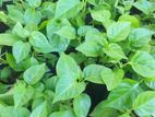 නයි මිරිස් පැල