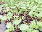 නයි මිරිස් පැල