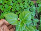 නයි මිරිස් පැල( Schotchbonnet Darkgreen )