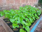 නයි මිරිස් පැළ