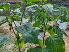 නයි මිරිස් (scotch bonnet dark green)