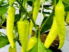 නයිමිරිස් පැල