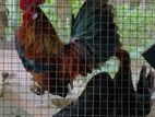 Bantam Chickens