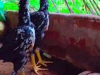 Shamo Rooster Chicks