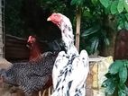 Shamo Rooster