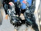 Shamos Chicks