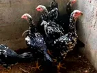 Shamos Hen