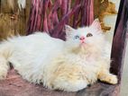 Ginger Color Female cat