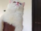 Odd Eye Female Persian Cat