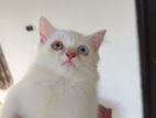 Odd Eye Female Persian Cat