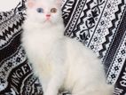 Odd Eye Persian Cat