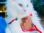 Persian Cat Male