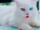 Odd Eye Persian Cat