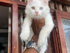Odd Eyed Persian Cat