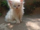 Odd Eyed Persian White